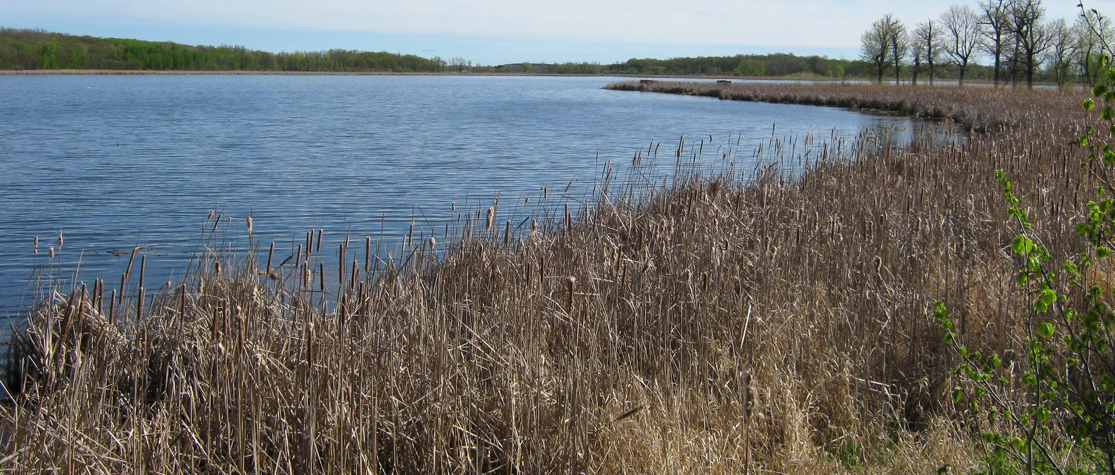 Site of wild rice easement on Star Lake.